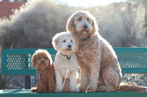 goldendoodle big size